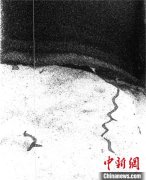 深海生物如何打造其生态环境？国际最新研究